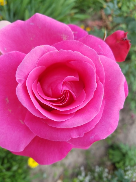 Foto close-up di una rosa rosa