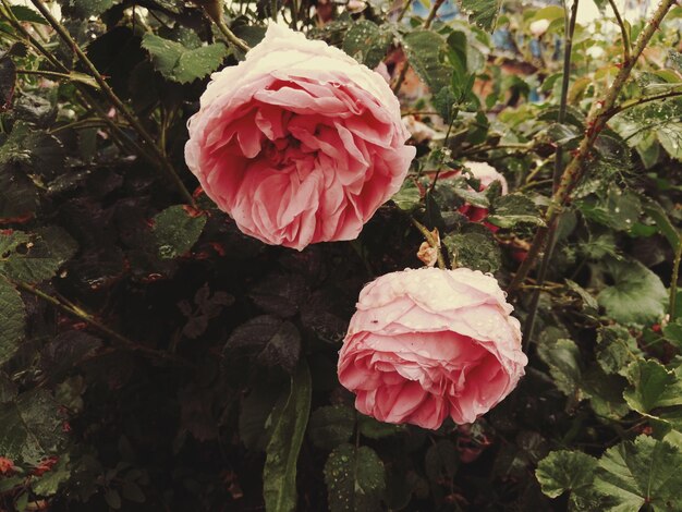 Photo close-up of pink rose