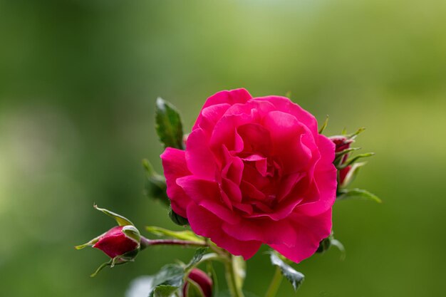 Photo close-up of pink rose