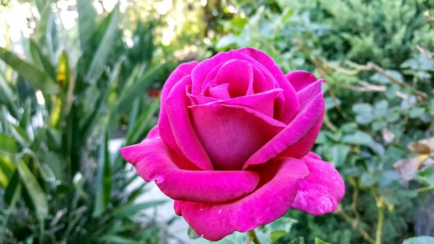 Photo close-up of pink rose