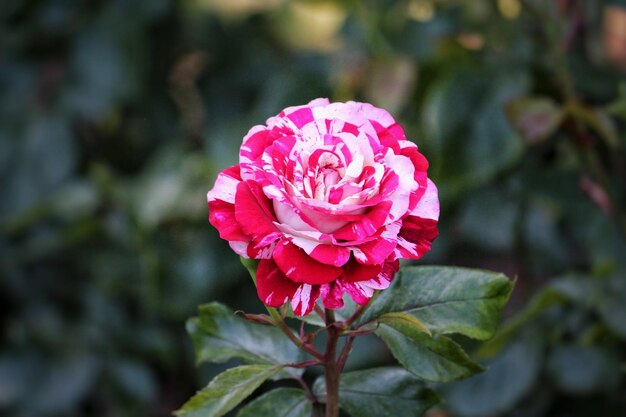 Photo close-up of pink rose