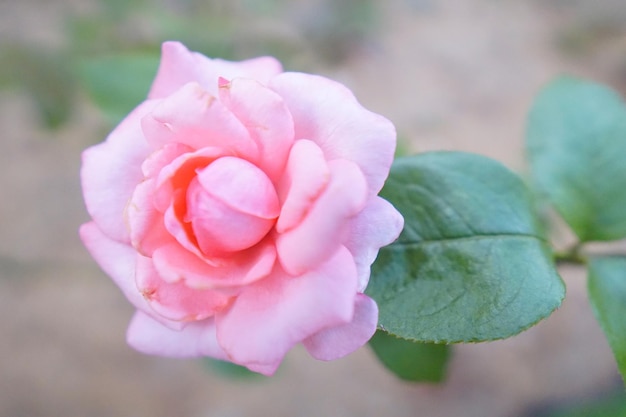 Close-up of pink rose