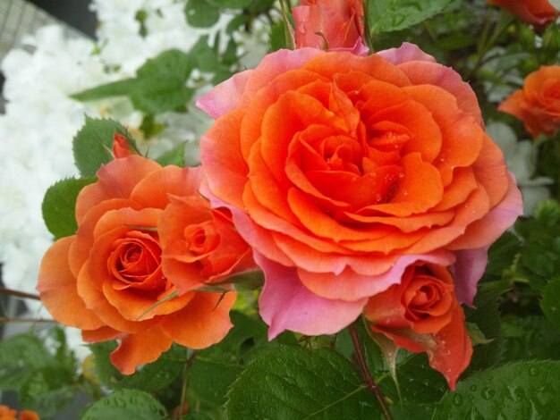 Close-up of pink rose