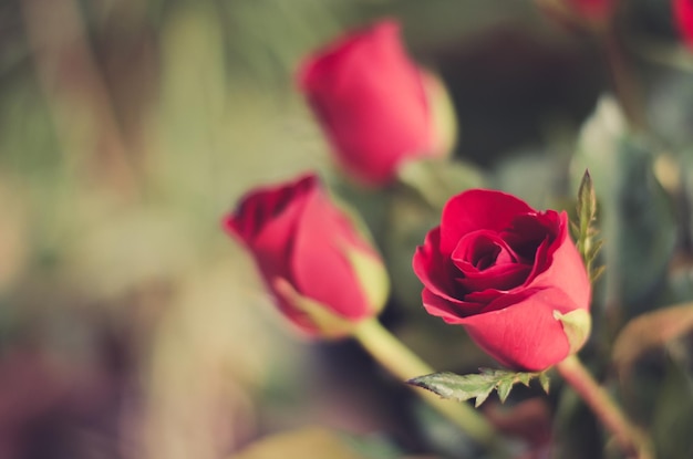 Close-up of pink rose