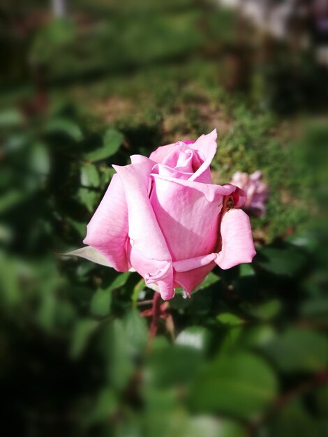 Close-up of pink rose