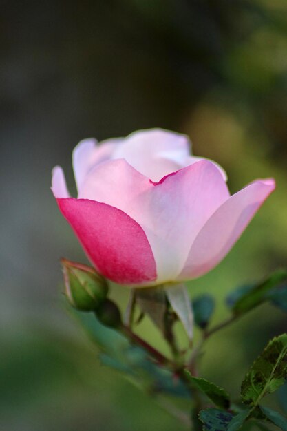 Close-up of pink rose