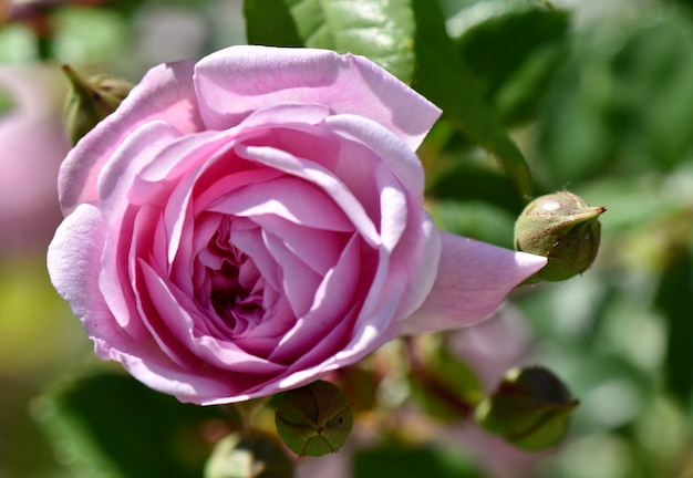 Foto close-up di una rosa rosa