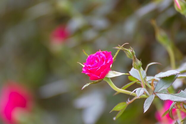 Foto close-up di una rosa rosa