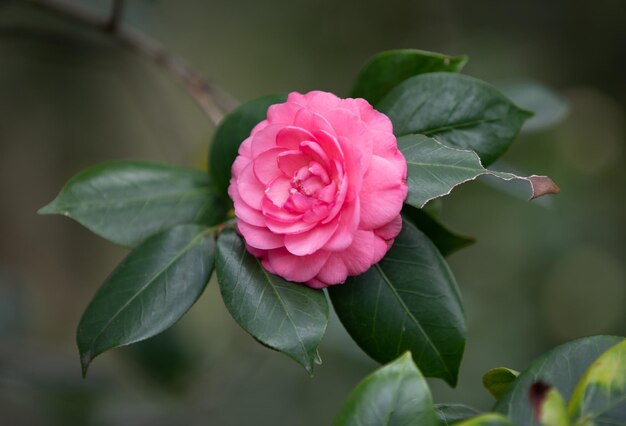 Foto close-up di una rosa rosa