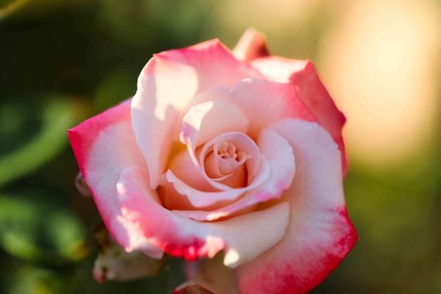 Close-up of pink rose