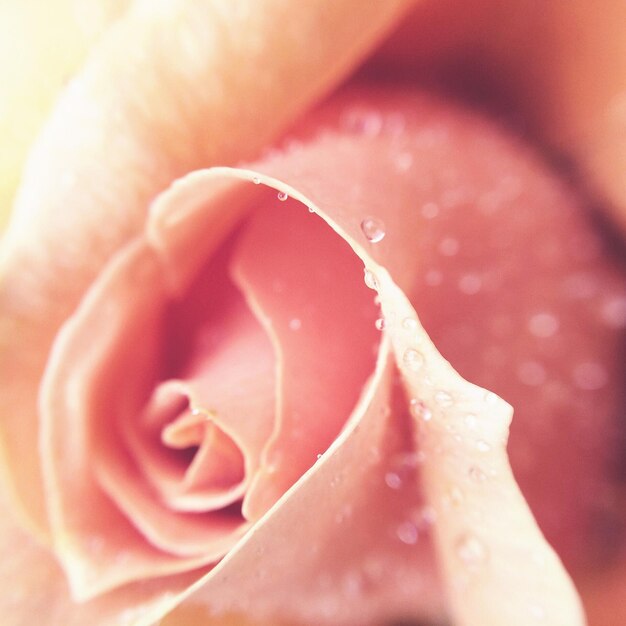 Foto close-up di una rosa rosa