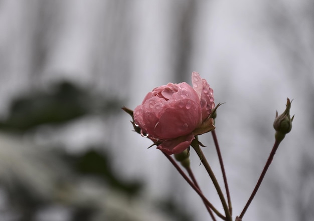 Foto close-up di una rosa rosa