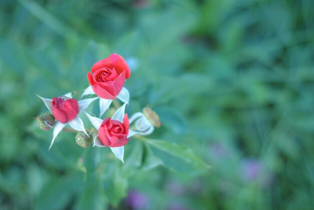 Photo close-up of pink rose