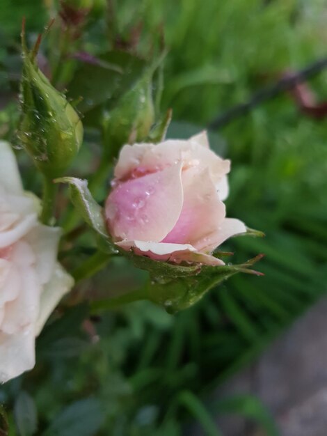 Foto close-up di una rosa rosa