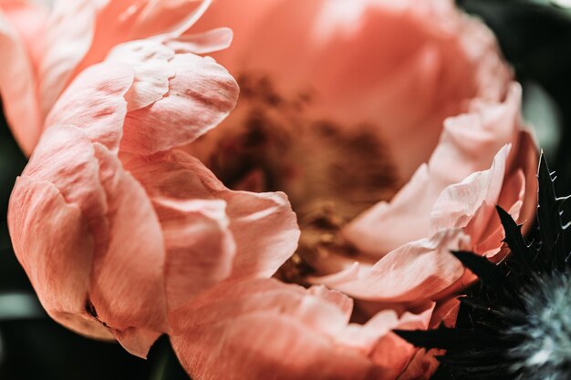 Photo close-up of pink rose