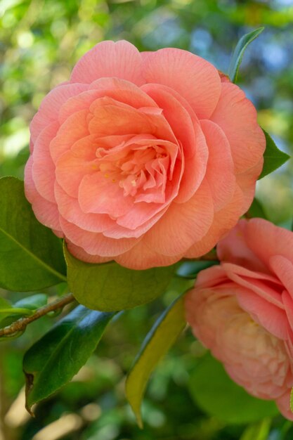 Close-up of pink rose