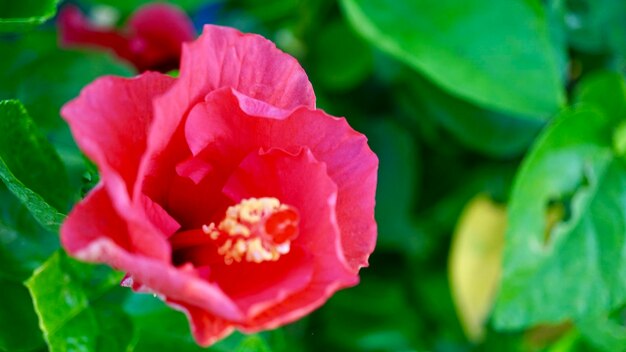 Photo close-up of pink rose