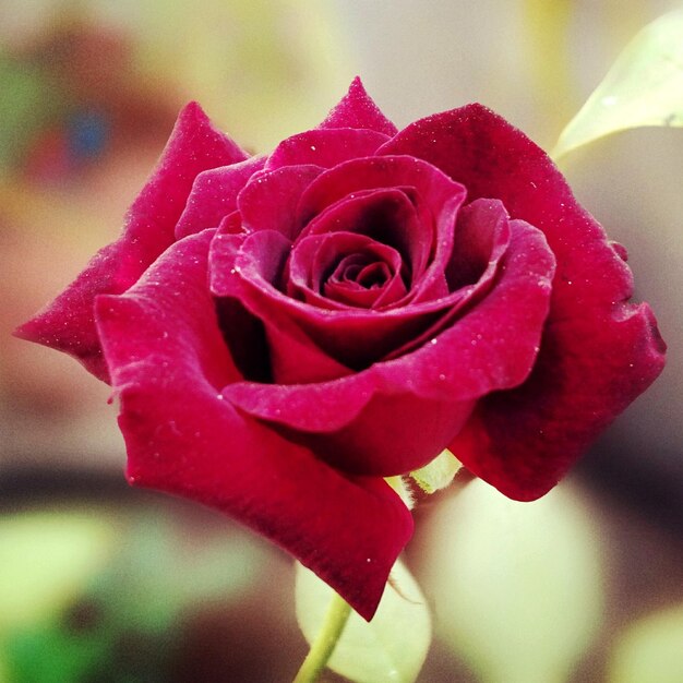 Close-up of pink rose