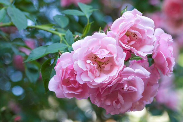 Foto close-up di una rosa rosa