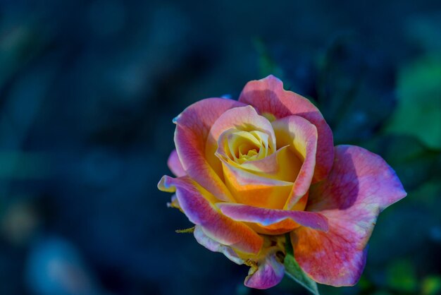 Close-up of pink rose