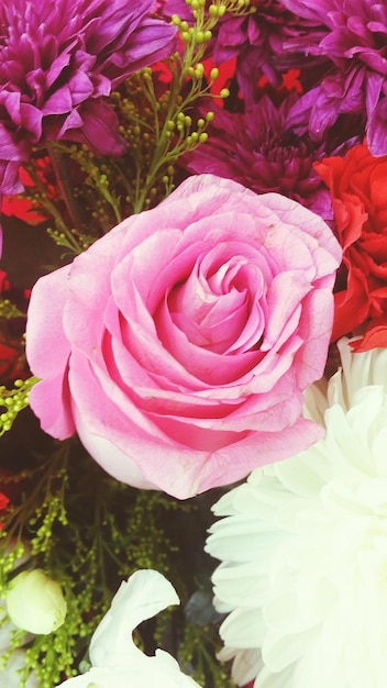 Photo close-up of pink rose