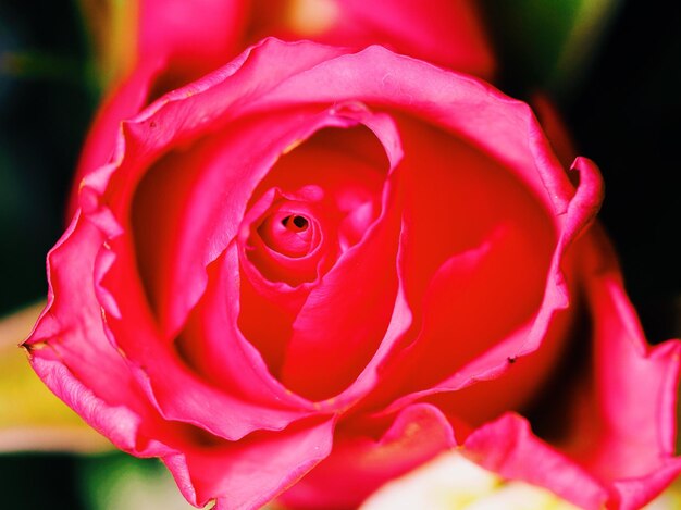 Foto close-up di una rosa rosa