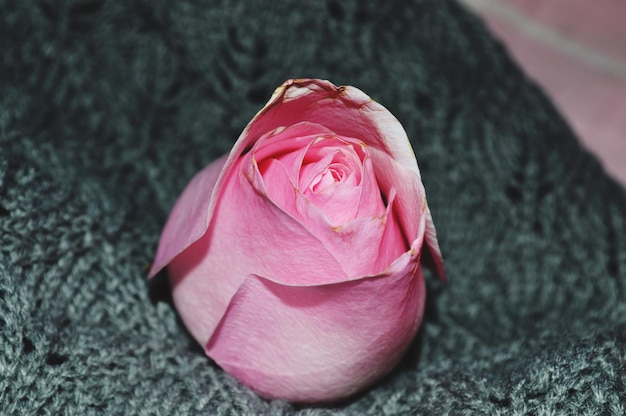 Photo close-up of pink rose