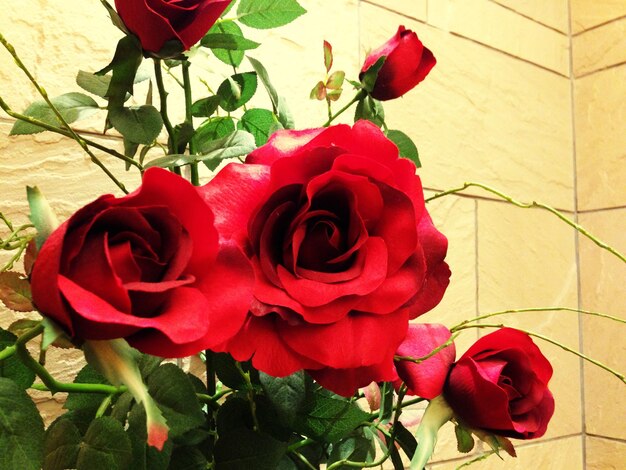 Photo close-up of pink rose