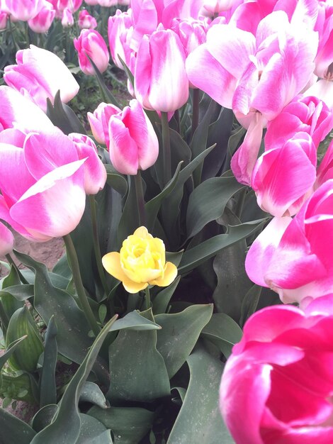 Close-up of pink rose