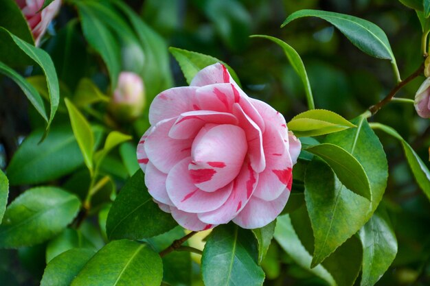 Foto close-up di una rosa rosa