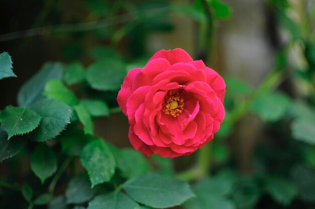 Foto close-up di una rosa rosa