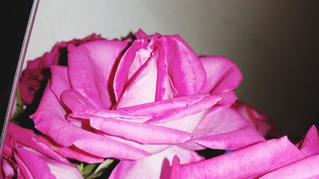 Close-up of pink rose