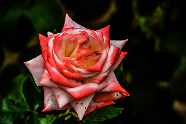 Foto close-up di una rosa rosa