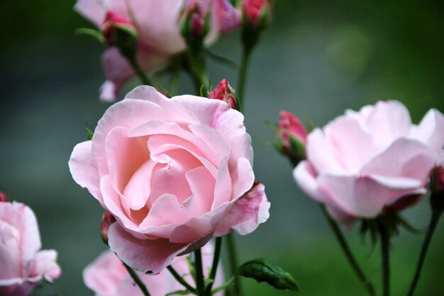 Foto close-up di una rosa rosa