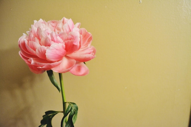 Photo close-up of pink rose