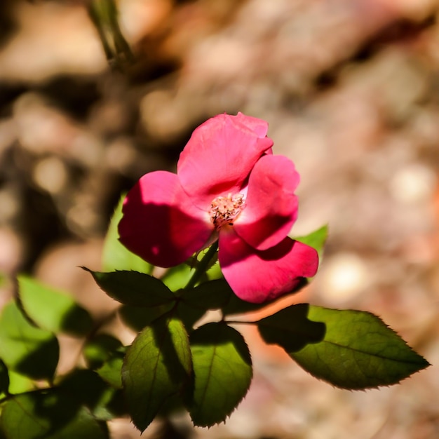 Foto close-up di una rosa rosa