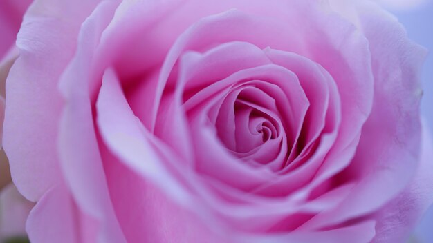 Close-up of pink rose