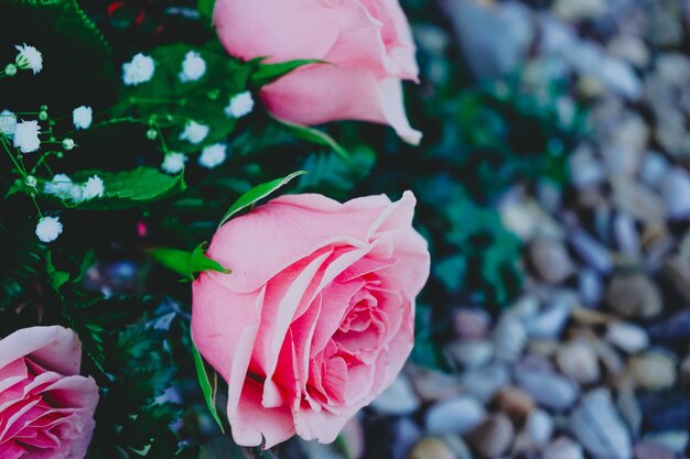 Photo close-up of pink rose