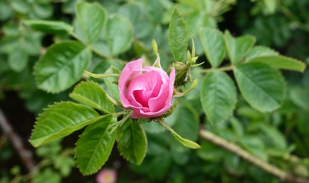 Foto close-up di una rosa rosa