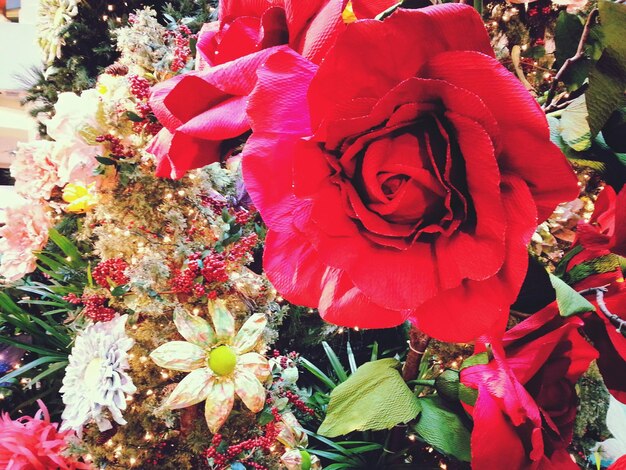 Close-up of pink rose