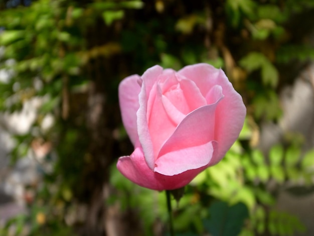 Foto close-up di una rosa rosa