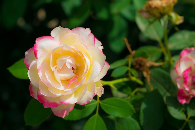 Photo close-up of pink rose