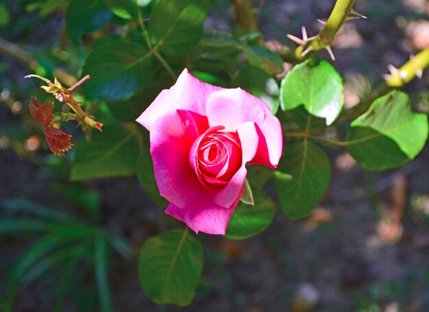 Close-up of pink rose