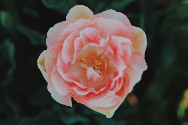 Foto close-up di una rosa rosa