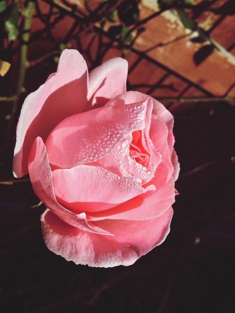 Photo close-up of pink rose