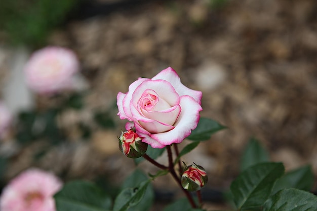 Photo close-up of pink rose