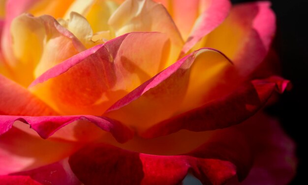 Close-up of pink rose