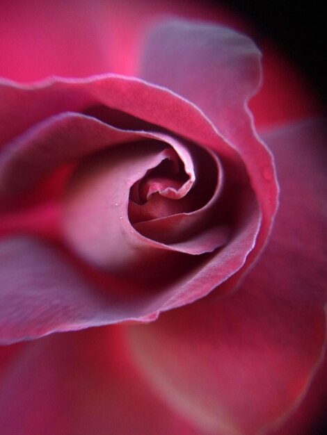 Photo close-up of pink rose