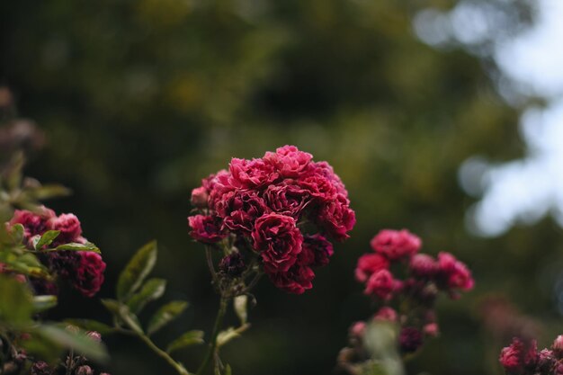 Close-up of pink rose