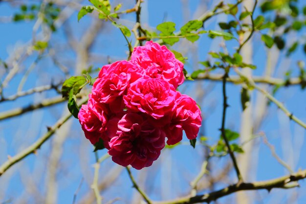 Photo close-up of pink rose